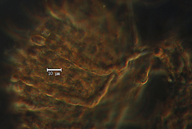 Una crosta a lunghi denti - foto 6727 (Dentipellis fragilis)